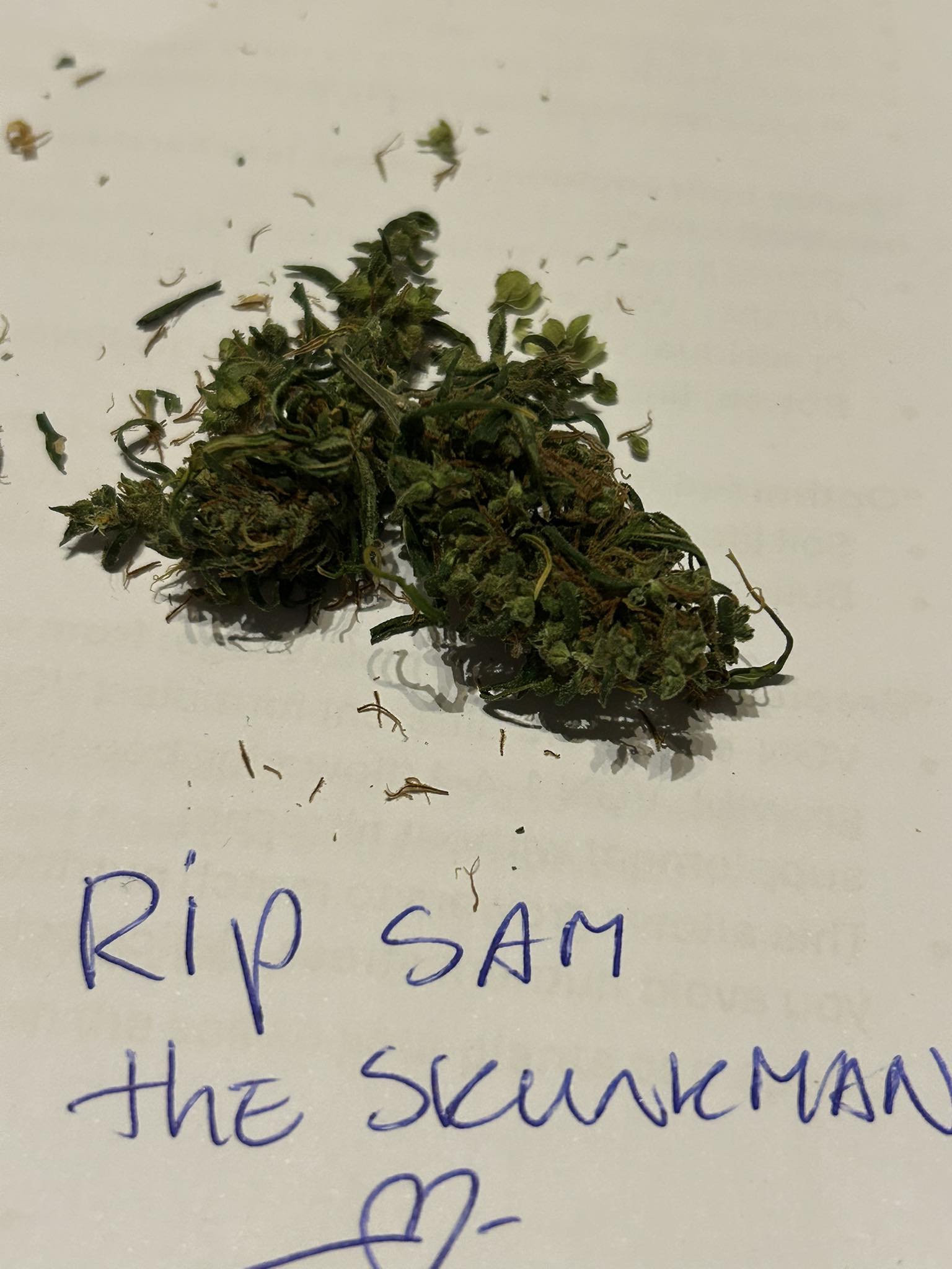 Original Haze (30 year old seeds)